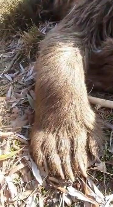 Uyuyor sandığı ayının ölü olduğunu anladı, o anları cep telefonuyla kaydetti