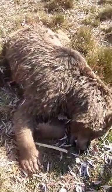 Uyuyor sandığı ayının ölü olduğunu anladı, o anları cep telefonuyla kaydetti