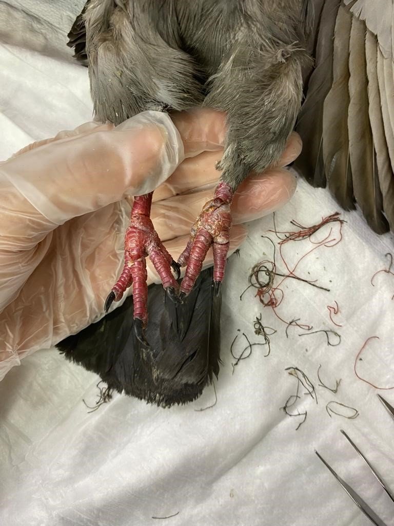 Yaralı güvercine hayvanseverler sahip çıktı