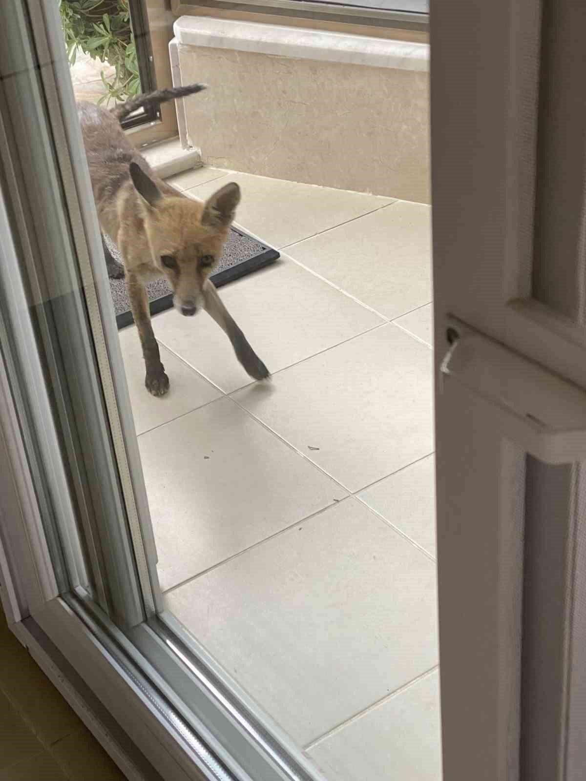 Aç kalan tilki evlere kadar indi