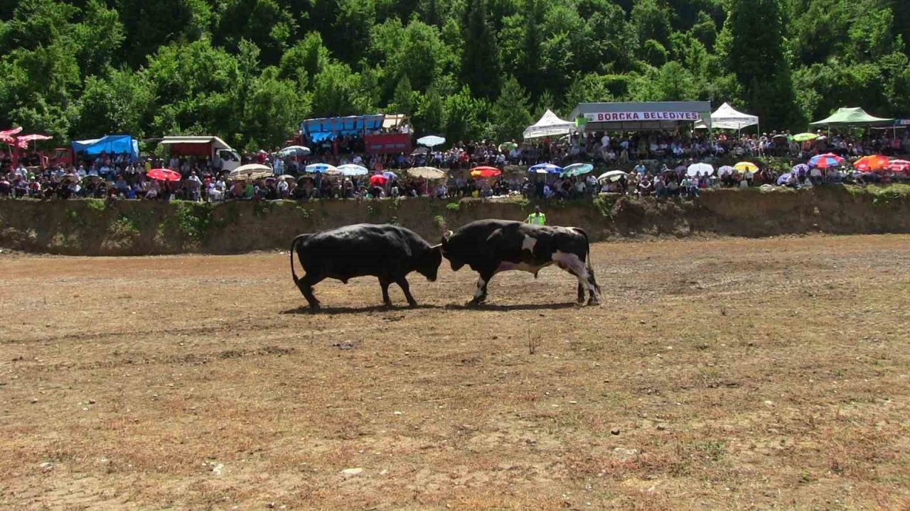 Artvin’de boğaların üstünlük mücadelesi nefes kesti