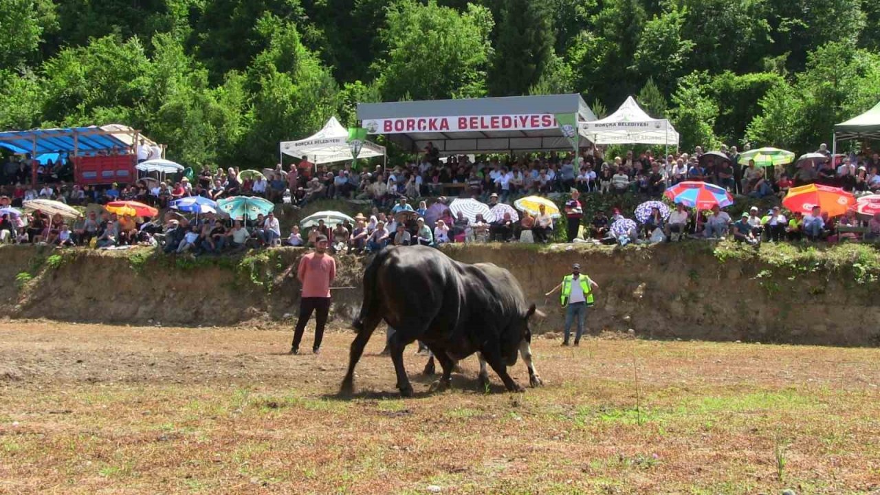 Artvin’de boğaların üstünlük mücadelesi nefes kesti