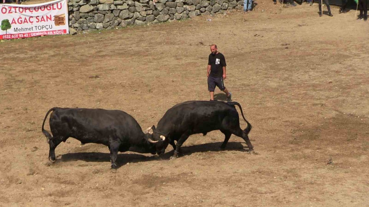 Artvin’de boğaların üstünlük mücadelesi nefes kesti
