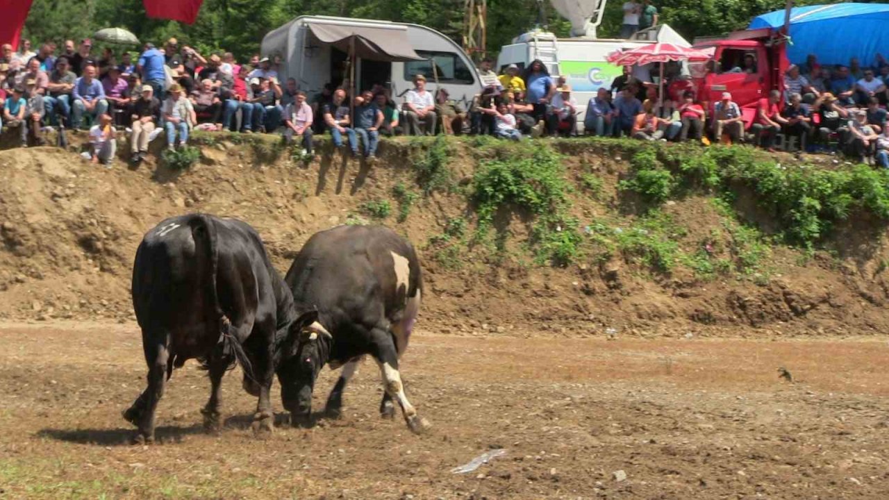 Artvin’de boğaların üstünlük mücadelesi nefes kesti