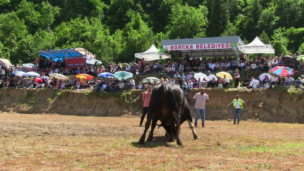 Artvin’de boğaların üstünlük mücadelesi nefes kesti