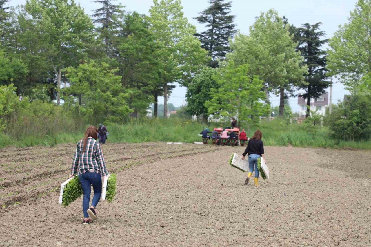 100 dönüm organik sertifikalı tarlada üretim başlattı