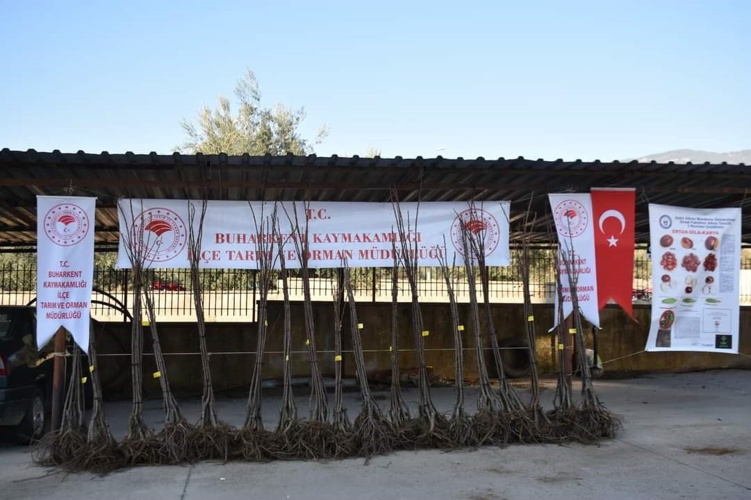 Buharkent tarımı atağa kalktı