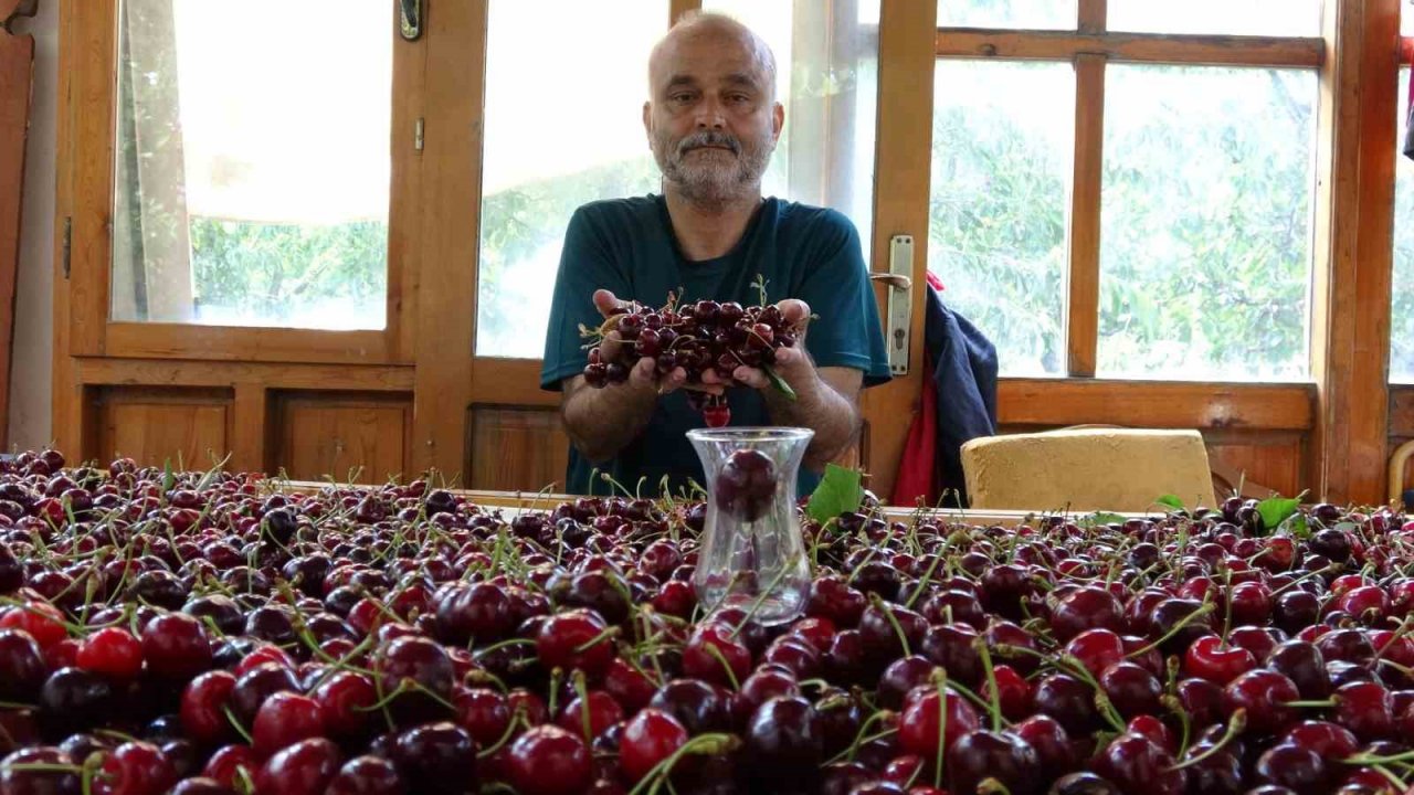 Çay bardağına sığmayan Lapseki kirazının hasadına başlandı