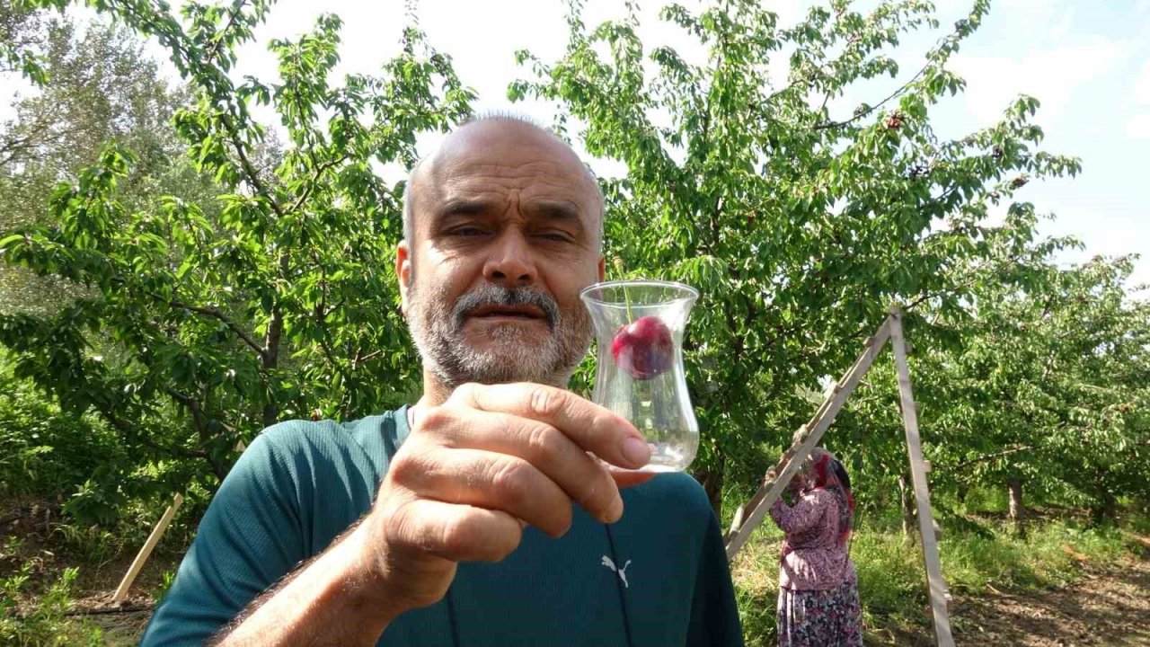 Çay bardağına sığmayan Lapseki kirazının hasadına başlandı