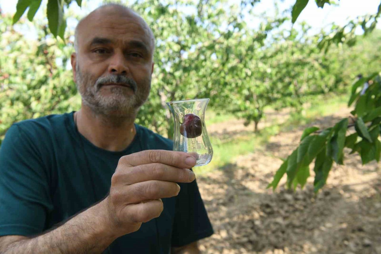 Çay bardağına sığmayan Lapseki kirazının hasadına başlandı