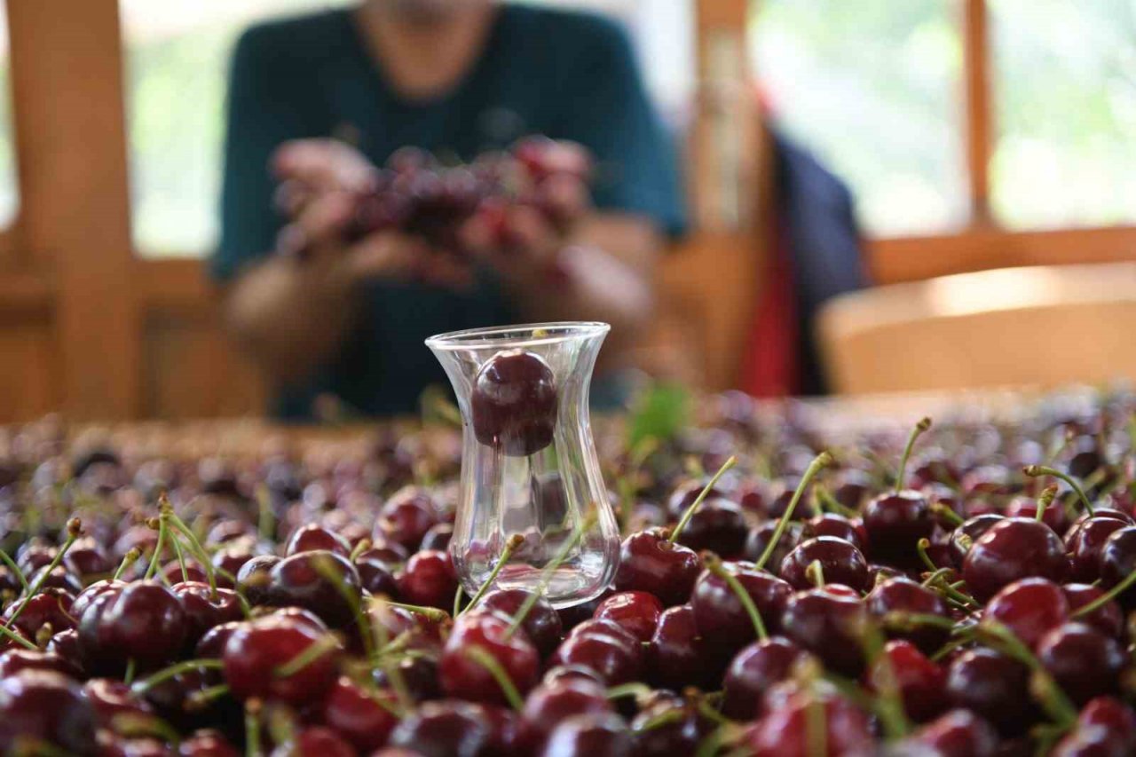 Çay bardağına sığmayan Lapseki kirazının hasadına başlandı
