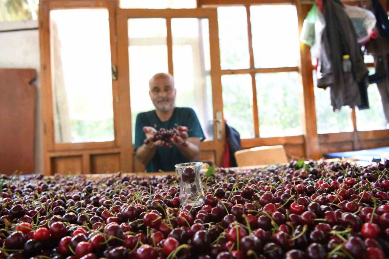 Çay bardağına sığmayan Lapseki kirazının hasadına başlandı