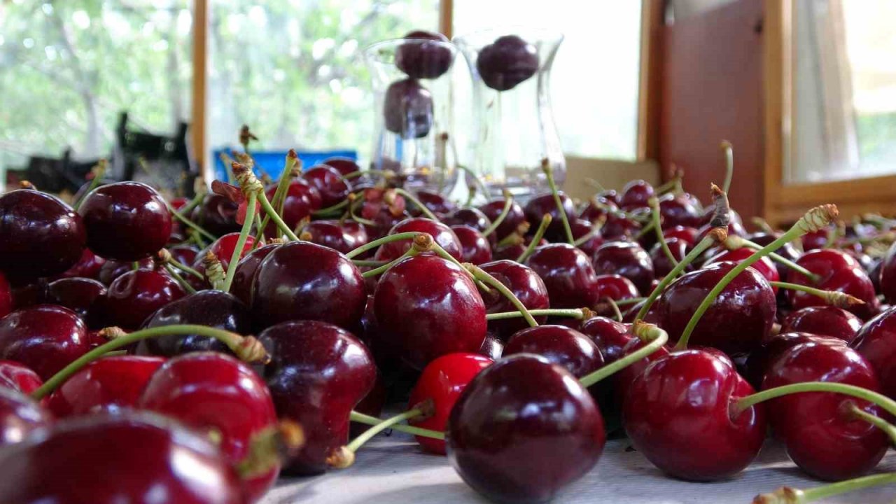 Çay bardağına sığmayan Lapseki kirazının hasadına başlandı