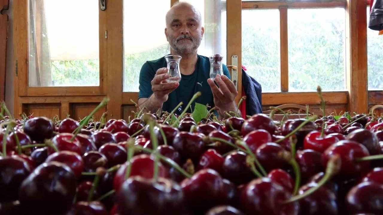 Çay bardağına sığmayan Lapseki kirazının hasadına başlandı