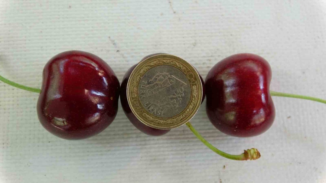 Çay bardağına sığmayan Lapseki kirazının hasadına başlandı