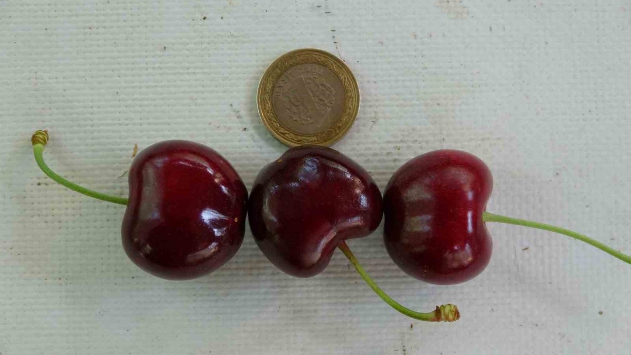 Çay bardağına sığmayan Lapseki kirazının hasadına başlandı