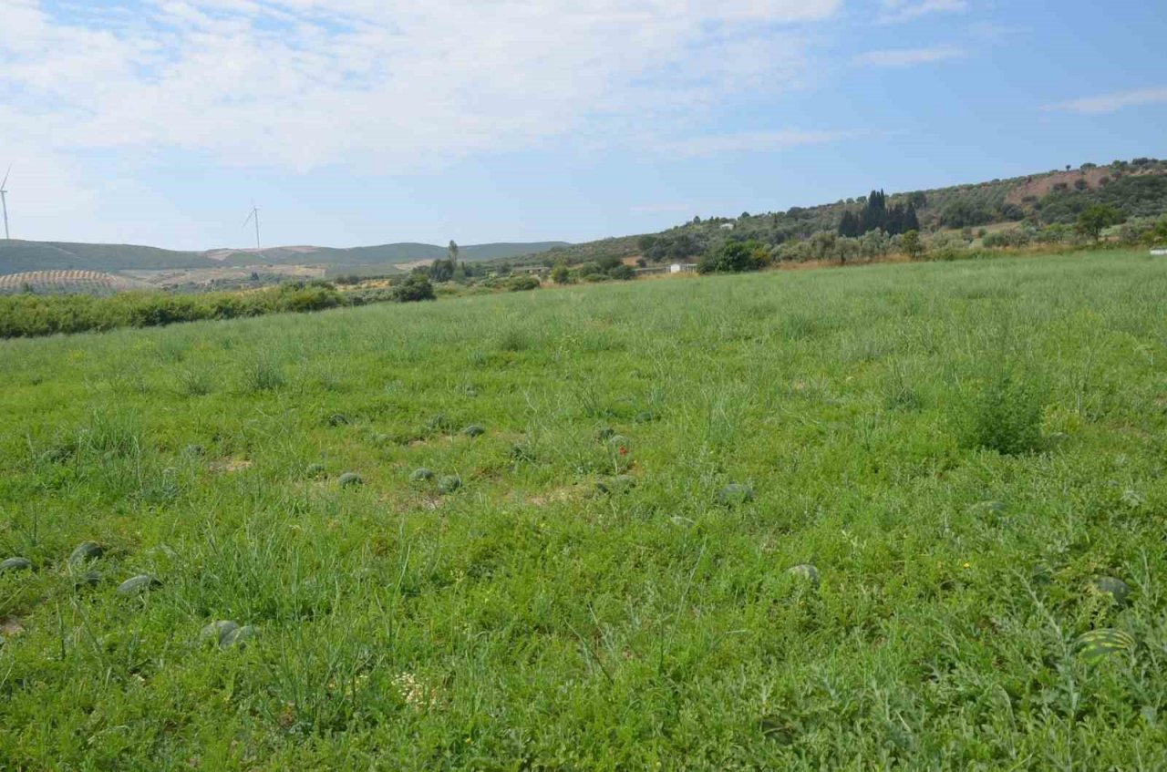 Didim’de erkenci karpuz hasadı yapıldı