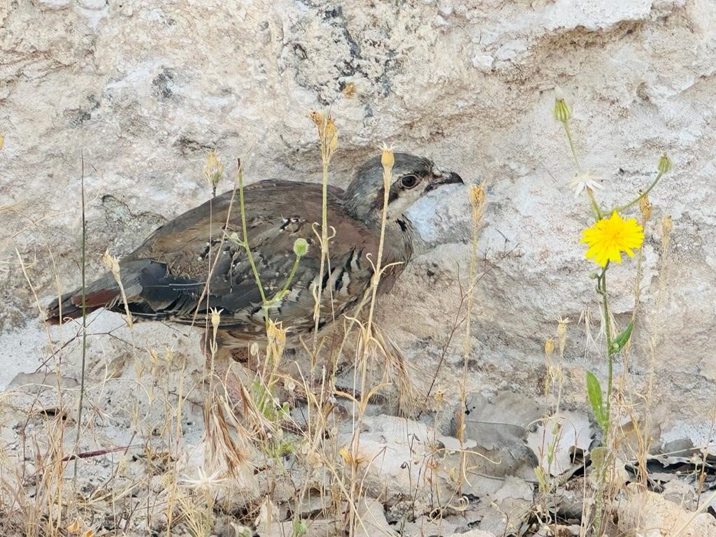 Şırnak’ta 600 kınalı keklik doğaya salındı