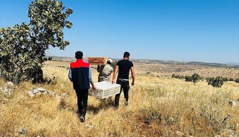 Şırnak’ta 600 kınalı keklik doğaya salındı