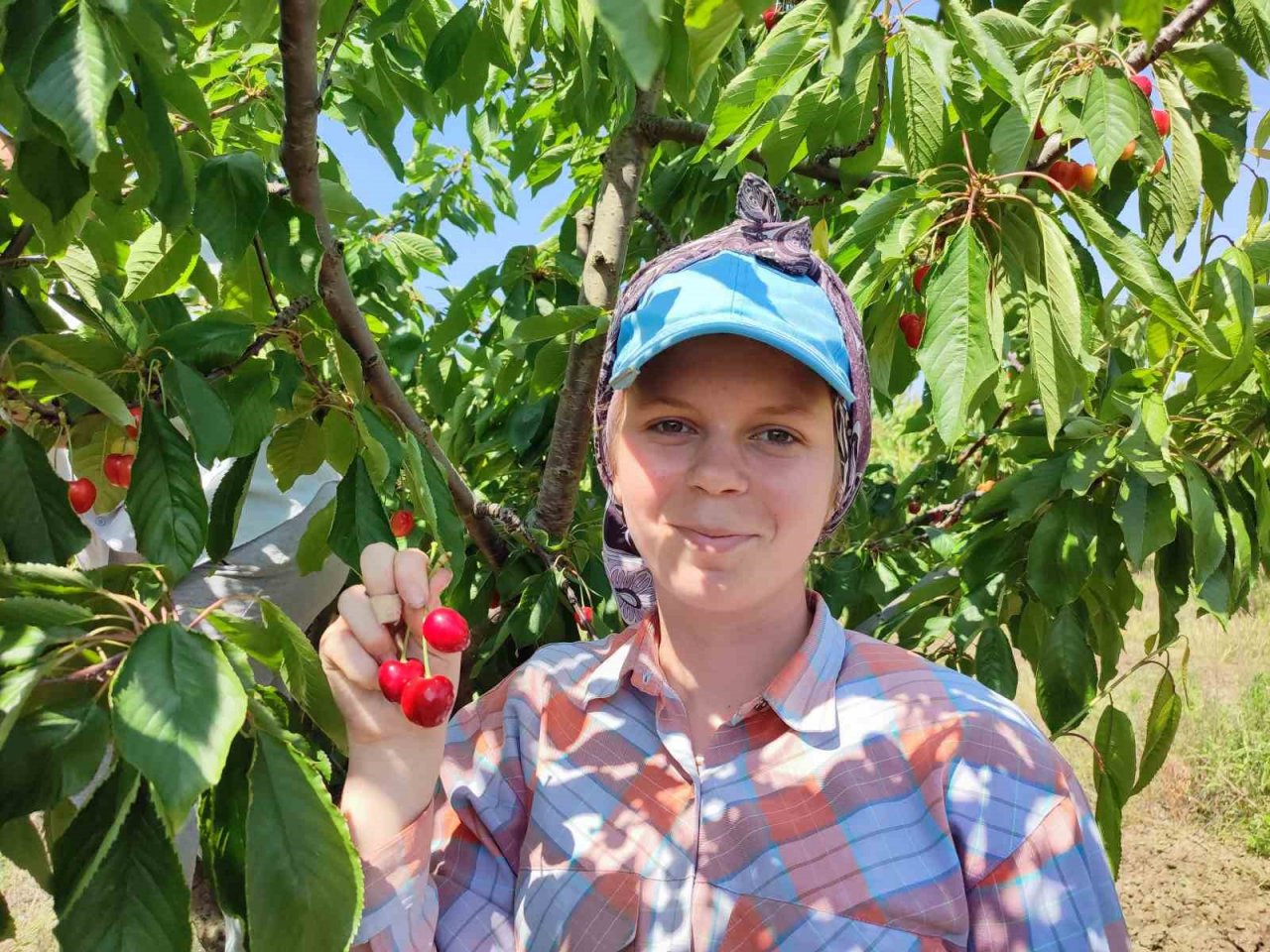 Enez’de üretilen kirazlar Avrupa’nın 5 ülkesine ihraç ediliyor