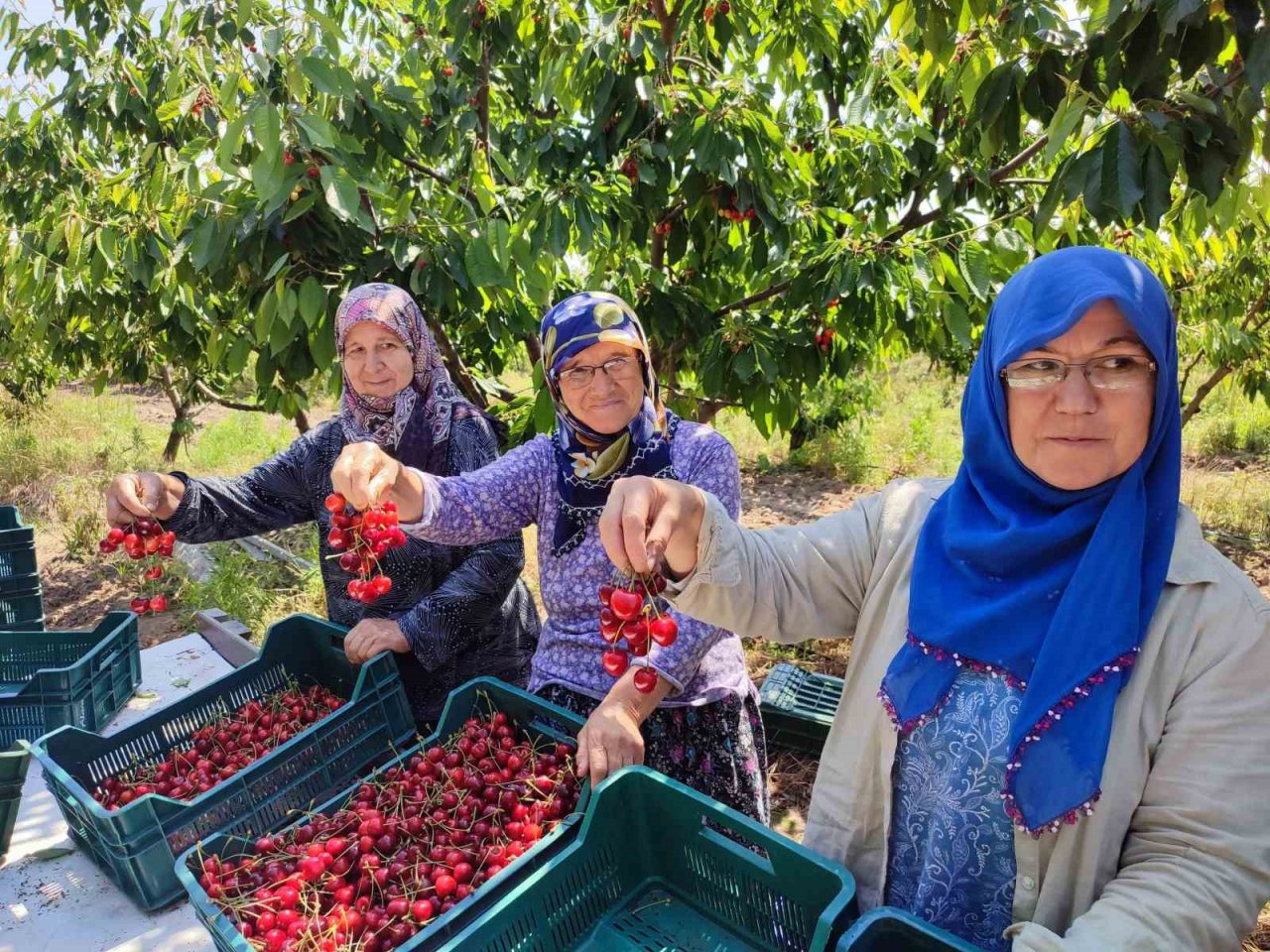 Enez’de üretilen kirazlar Avrupa’nın 5 ülkesine ihraç ediliyor