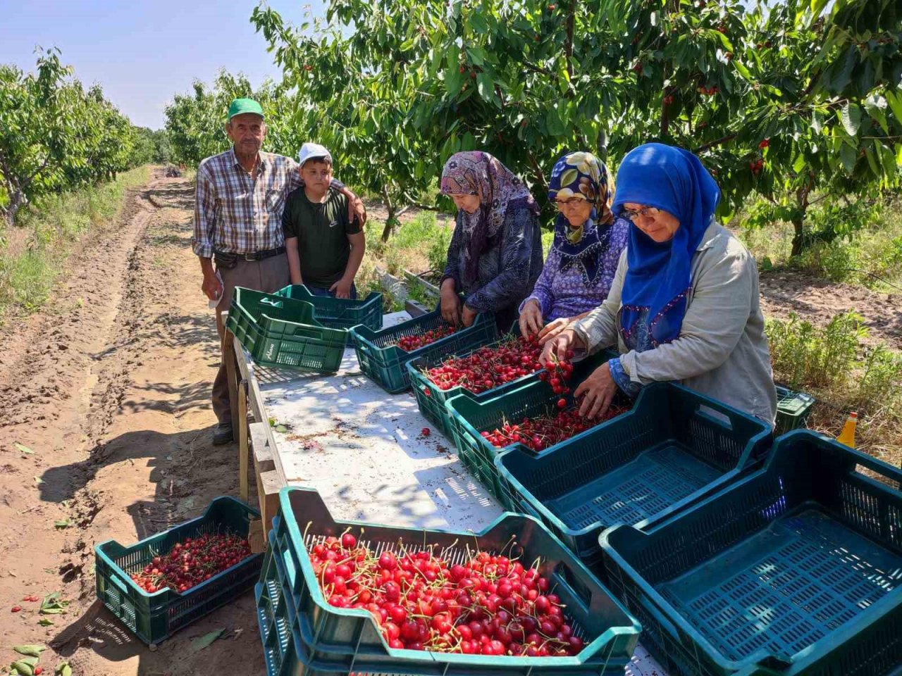 Enez’de üretilen kirazlar Avrupa’nın 5 ülkesine ihraç ediliyor