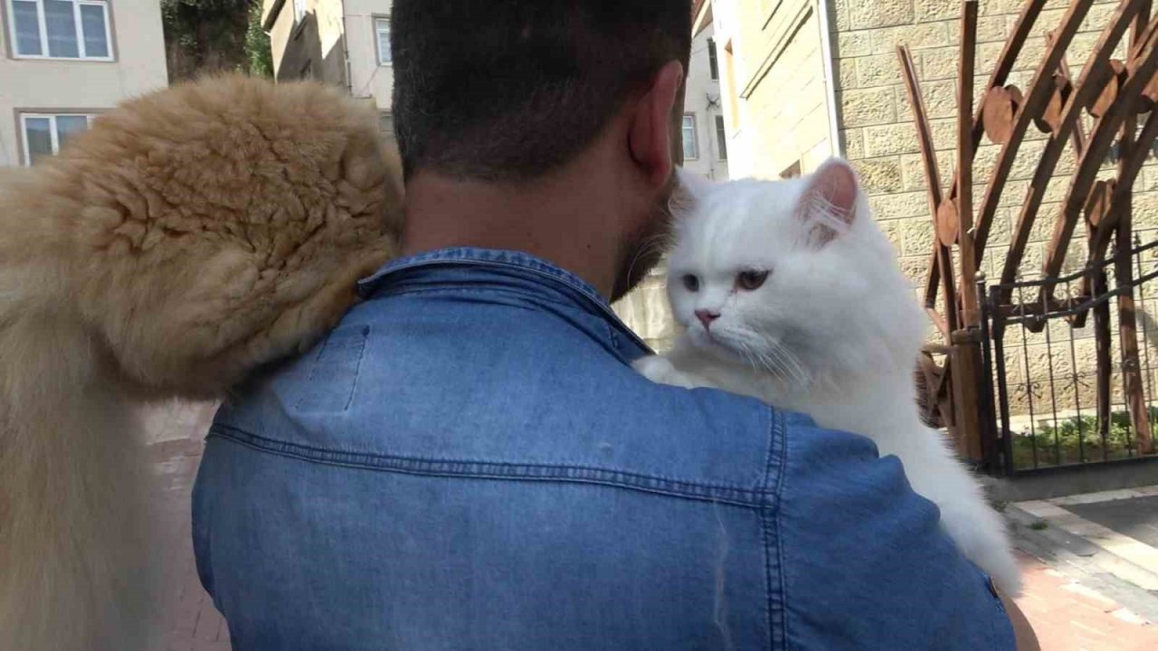 Pakistanlı bilgisayar mühendisi omuzunda ve kucağında gezintiye çıkardığı 4 kedisiyle ilgi çekiyor