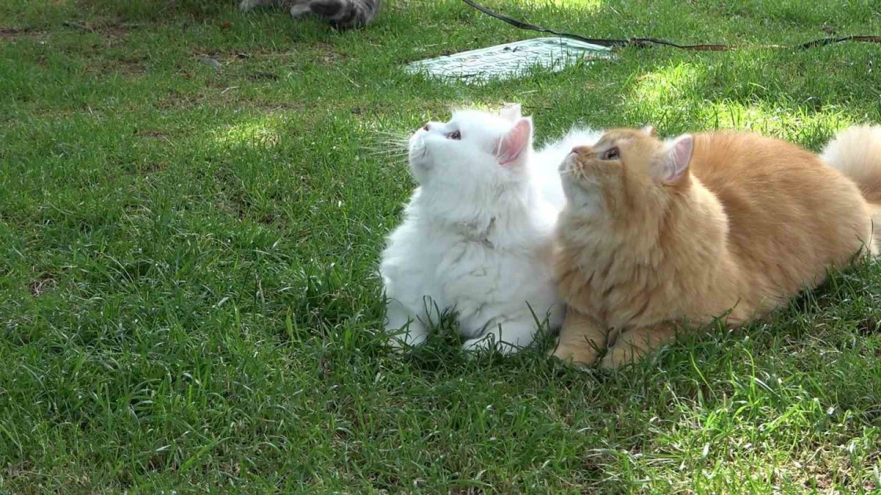 Pakistanlı bilgisayar mühendisi omuzunda ve kucağında gezintiye çıkardığı 4 kedisiyle ilgi çekiyor