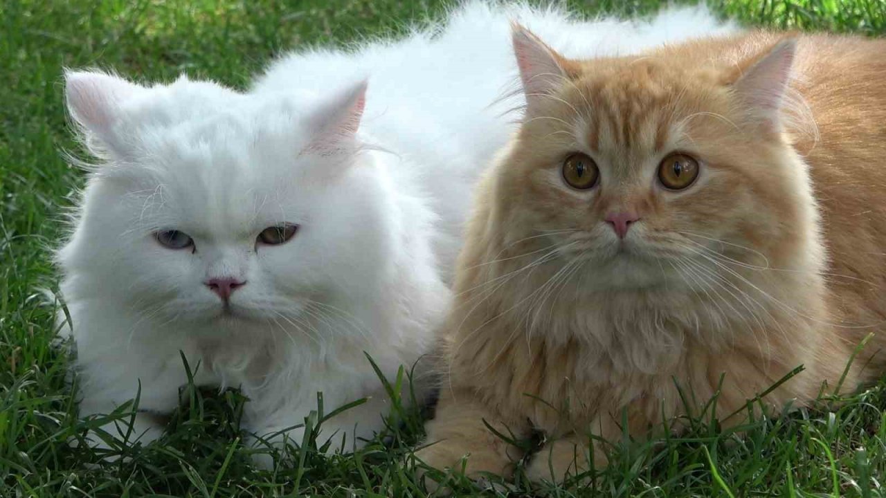 Pakistanlı bilgisayar mühendisi omuzunda ve kucağında gezintiye çıkardığı 4 kedisiyle ilgi çekiyor