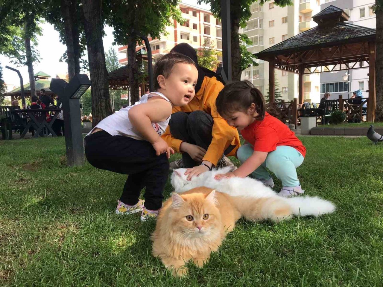 Pakistanlı bilgisayar mühendisi omuzunda ve kucağında gezintiye çıkardığı 4 kedisiyle ilgi çekiyor