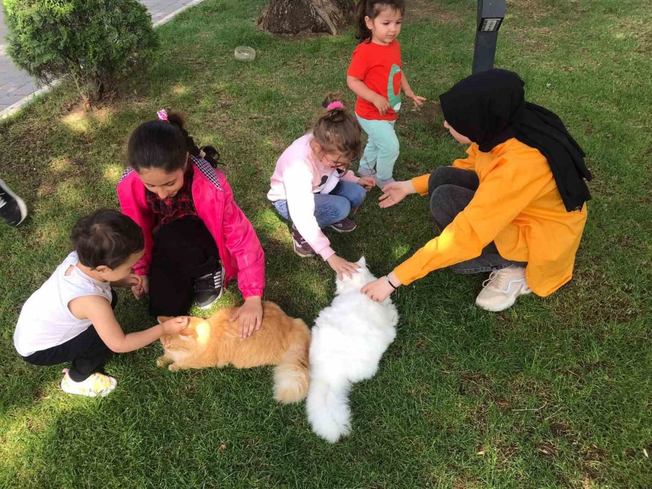 Pakistanlı bilgisayar mühendisi omuzunda ve kucağında gezintiye çıkardığı 4 kedisiyle ilgi çekiyor