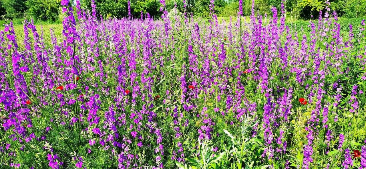 Hisarcık’ta mor açan yabani hazeran çiçeklerinin görsel güzelliği
