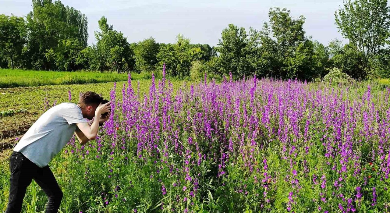 Hisarcık’ta mor açan yabani hazeran çiçeklerinin görsel güzelliği