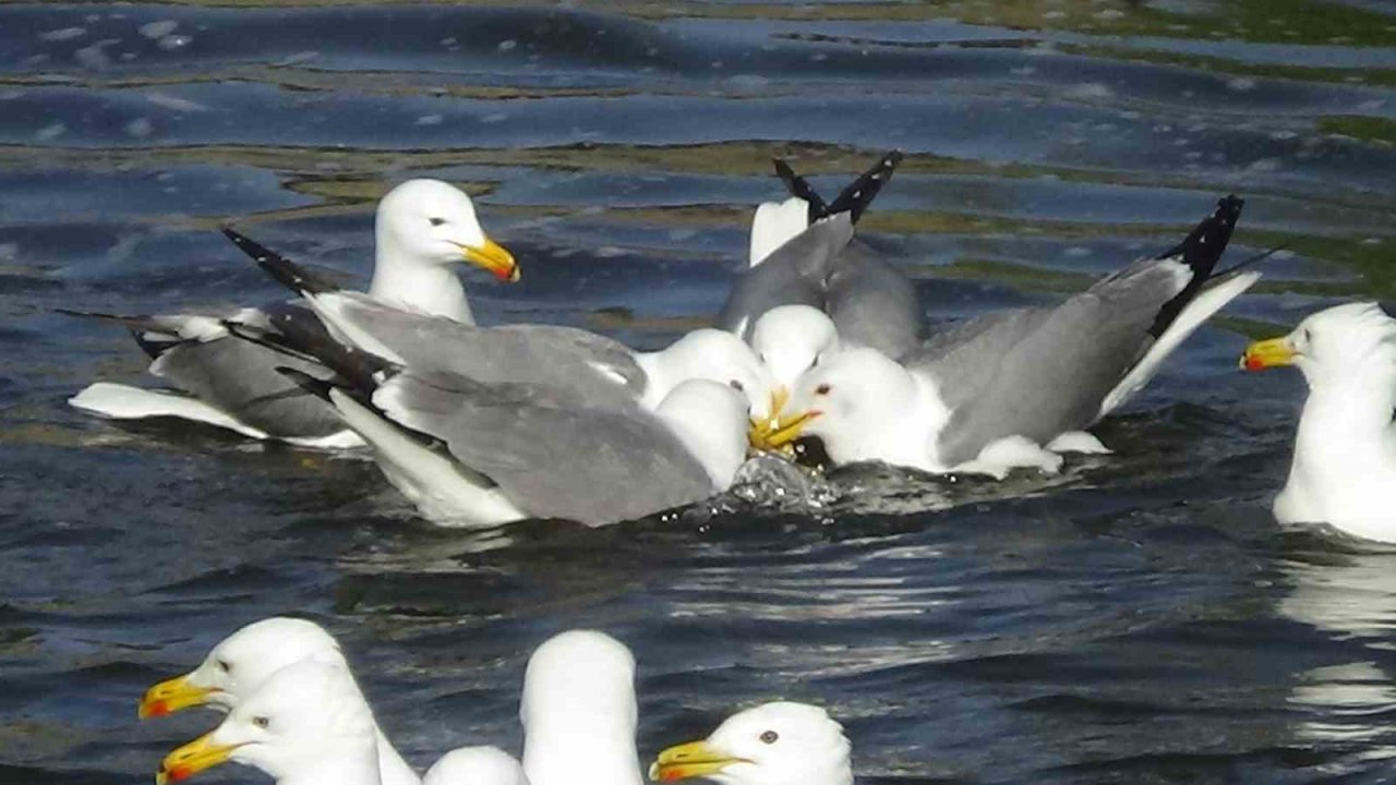 İnci kefalini geri dönüş yolunda susuzluk tehlikesi bekliyor
