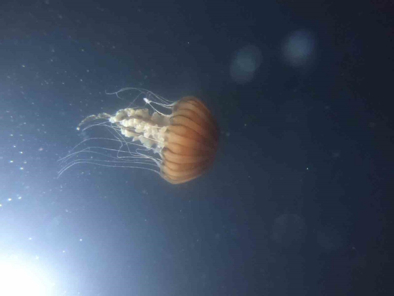 Korkularını yenmek isteyenler dalış sporuyla bunu başaracak