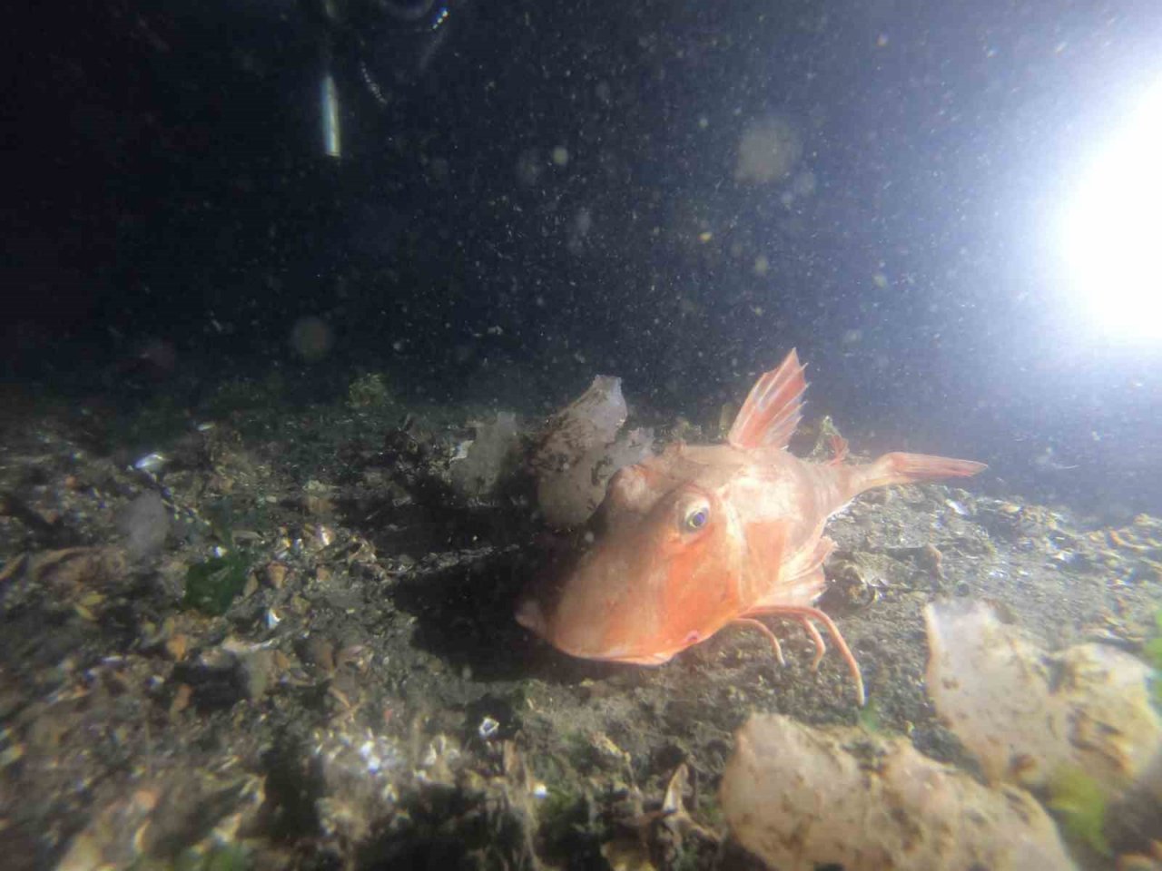 Korkularını yenmek isteyenler dalış sporuyla bunu başaracak