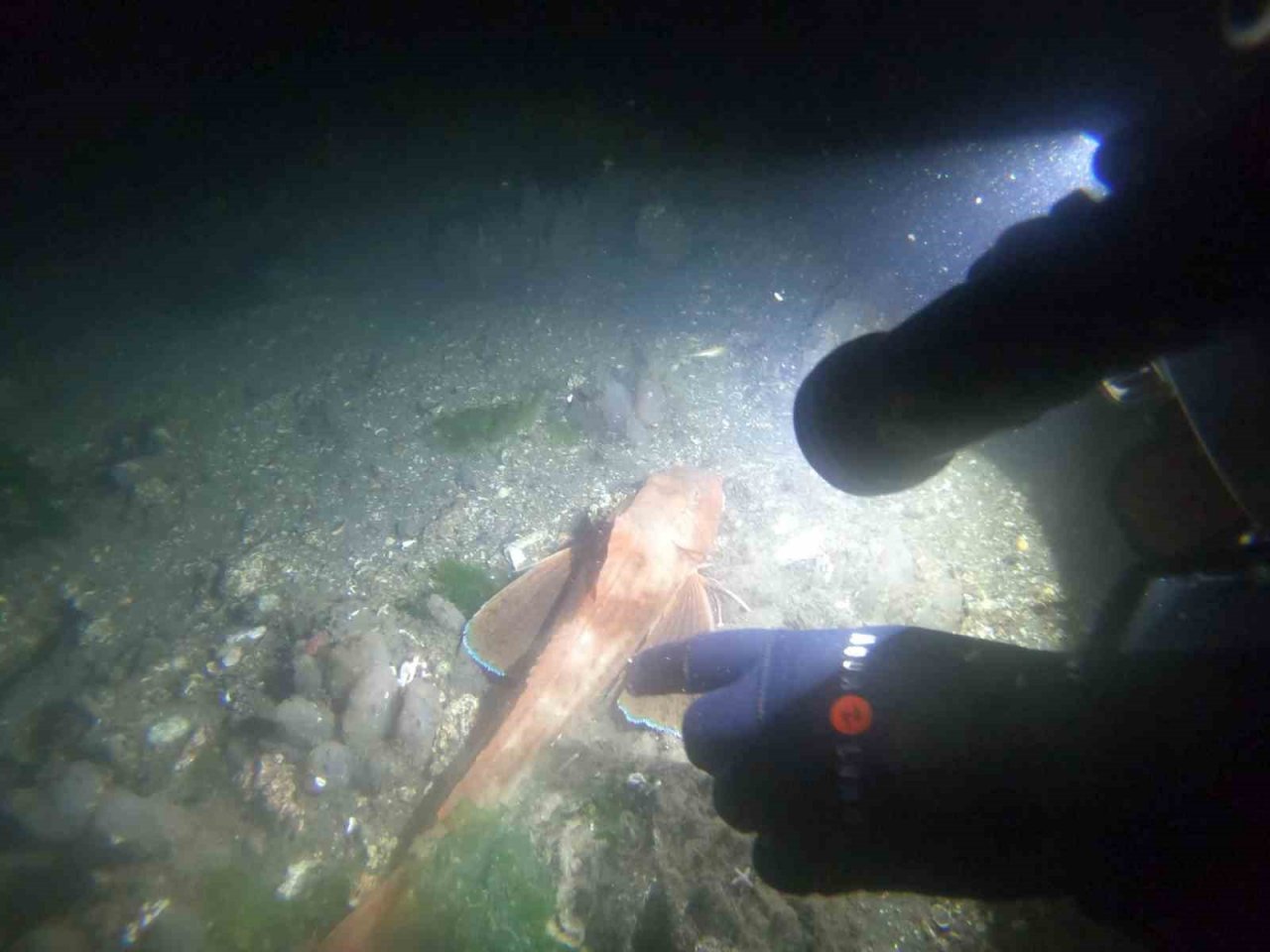 Korkularını yenmek isteyenler dalış sporuyla bunu başaracak