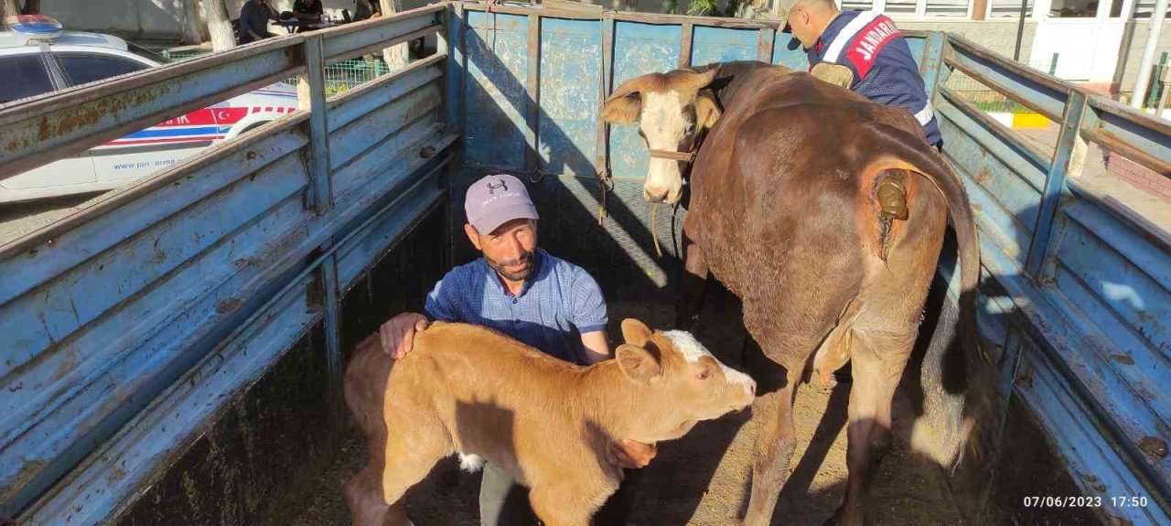 Tek ineğiydi çalındı, jandarma buldu