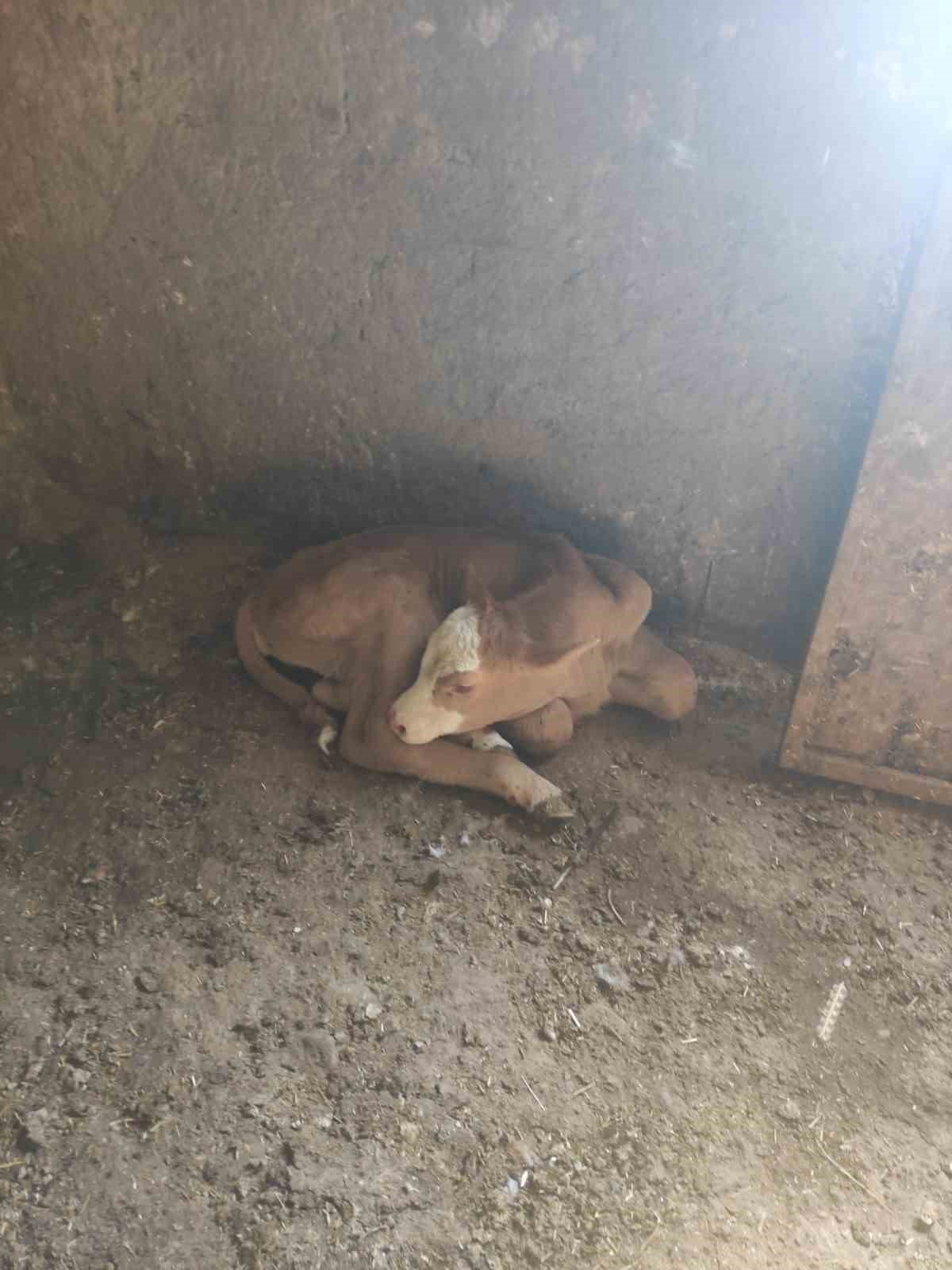 Tek ineğiydi çalındı, jandarma buldu