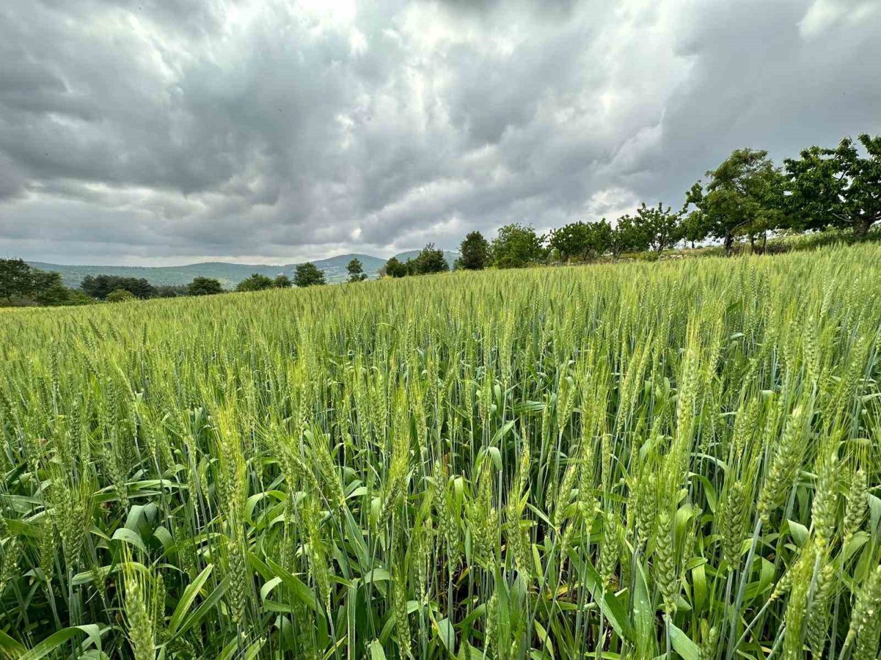 Büyükşehirin dağıttığı arpa ve buğday tohumları verimliliğiyle yüz güldürdü