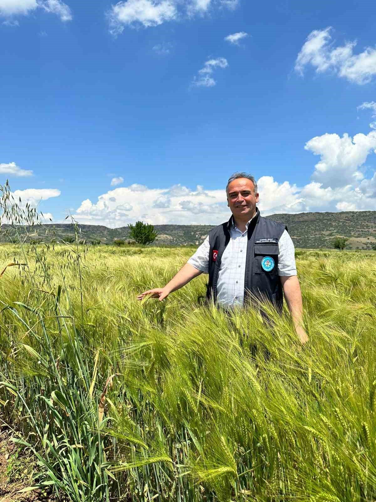 Büyükşehirin dağıttığı arpa ve buğday tohumları verimliliğiyle yüz güldürdü