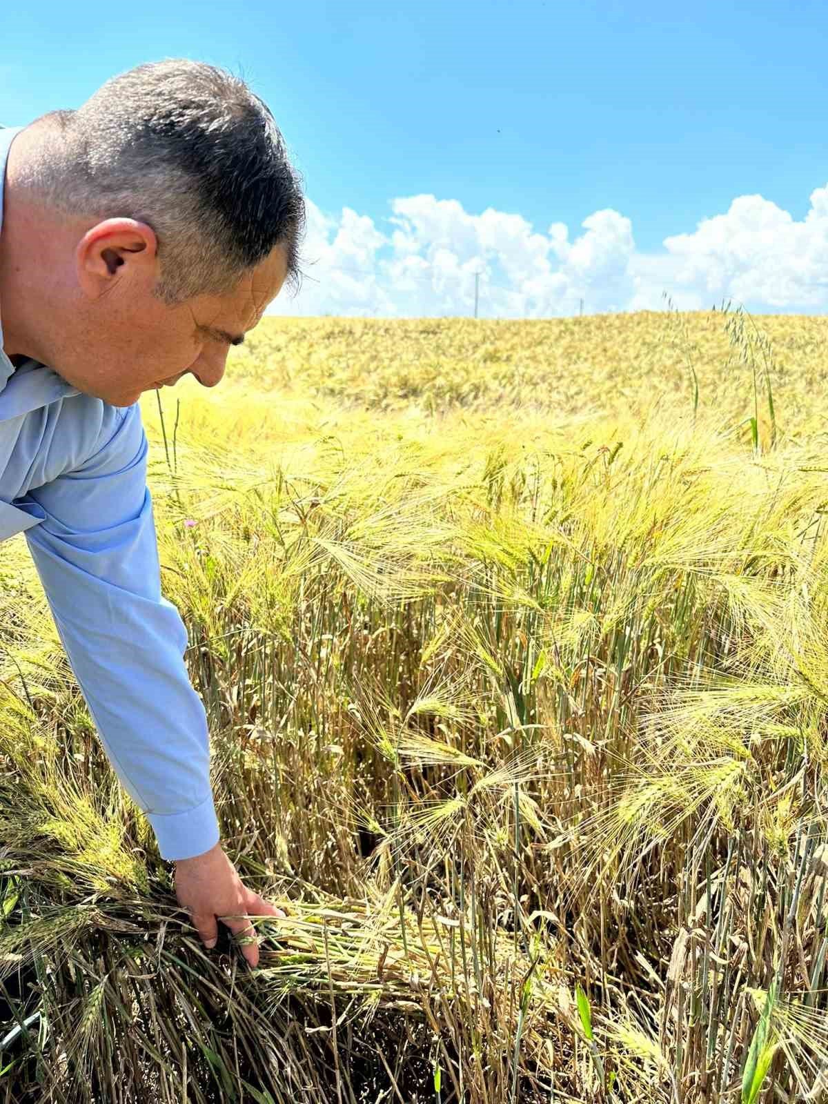 Büyükşehirin dağıttığı arpa ve buğday tohumları verimliliğiyle yüz güldürdü