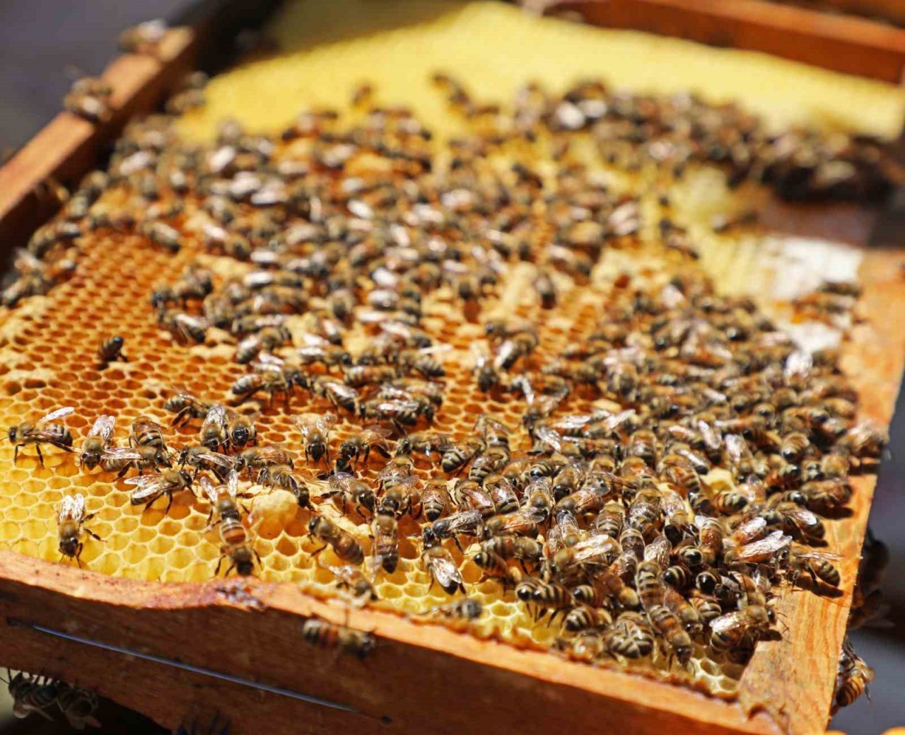 Büyükşehir kursiyerleri kovan başında arıcılık eğitimi aldı