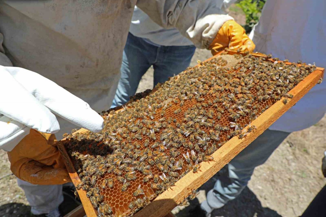 Büyükşehir kursiyerleri kovan başında arıcılık eğitimi aldı