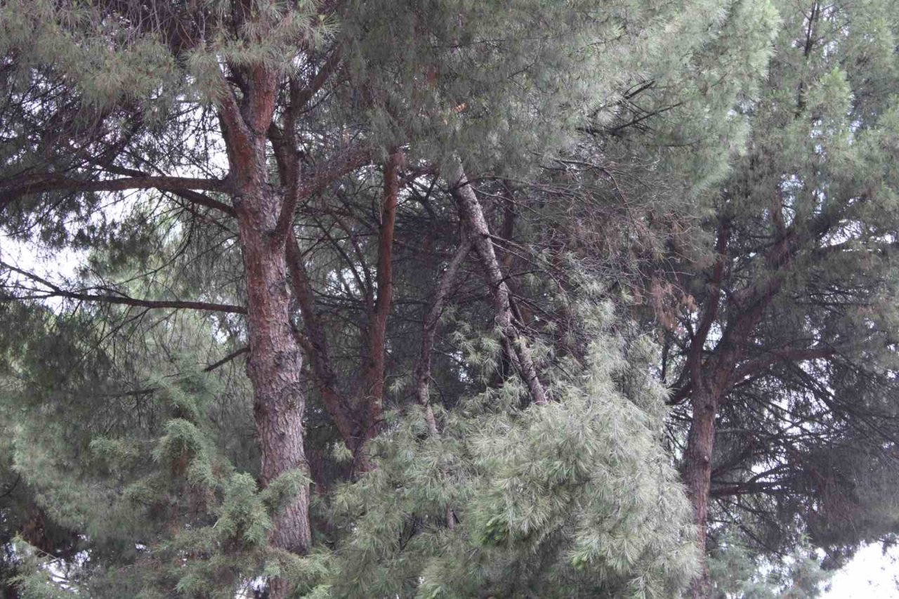 Rüzgarla kopan ağaç dalı ekipleri harekete geçirdi