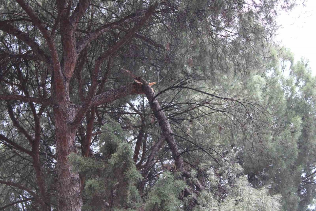 Rüzgarla kopan ağaç dalı ekipleri harekete geçirdi