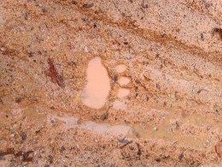 Gönen’de iki ayrı fotokapana yakalanan ayılar şaşırttı