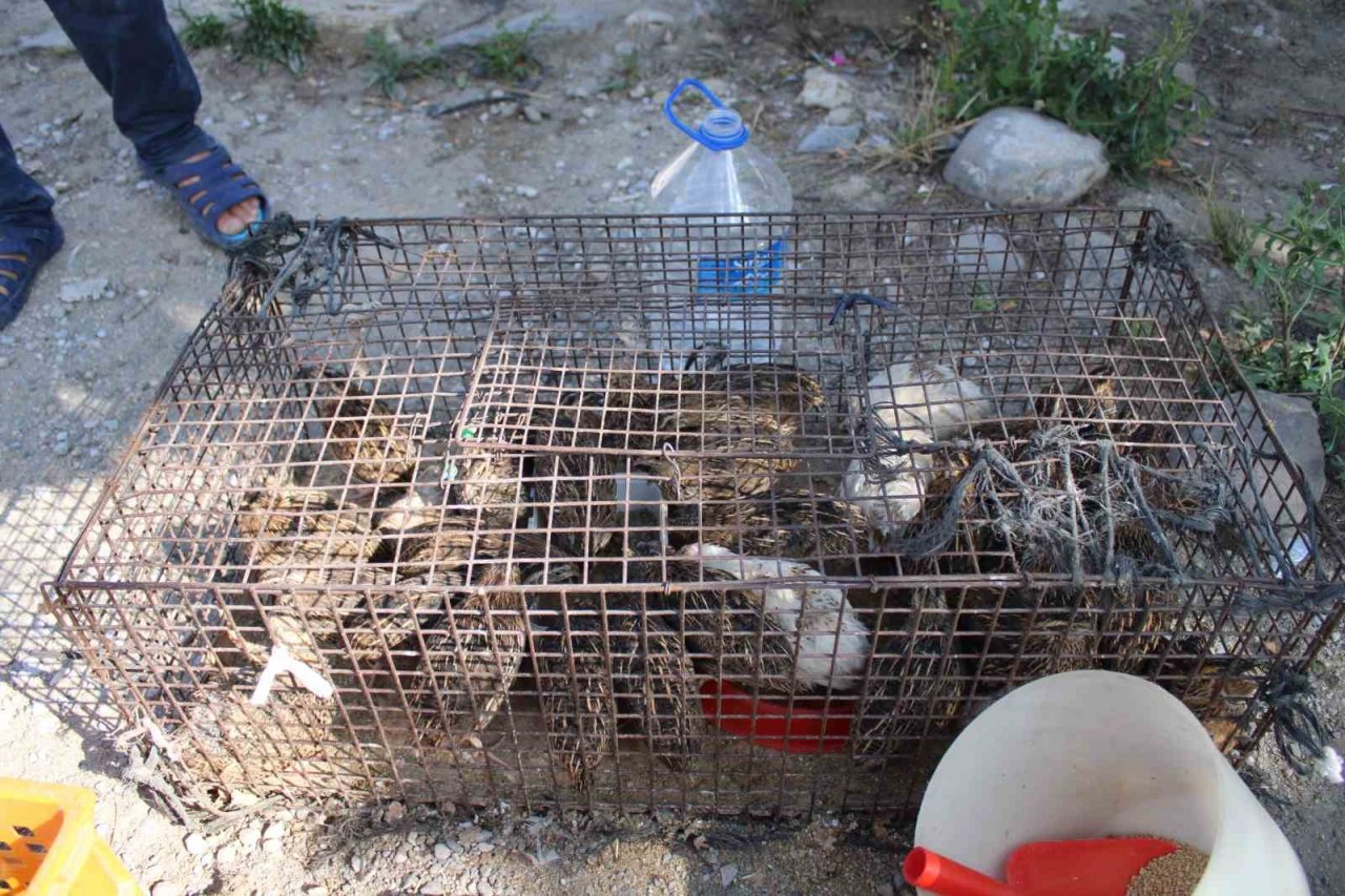 Bıldırcın üreticileri kendilerine kolaylık sağlanmasını istiyor