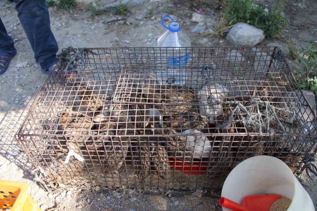 Bıldırcın üreticileri kendilerine kolaylık sağlanmasını istiyor