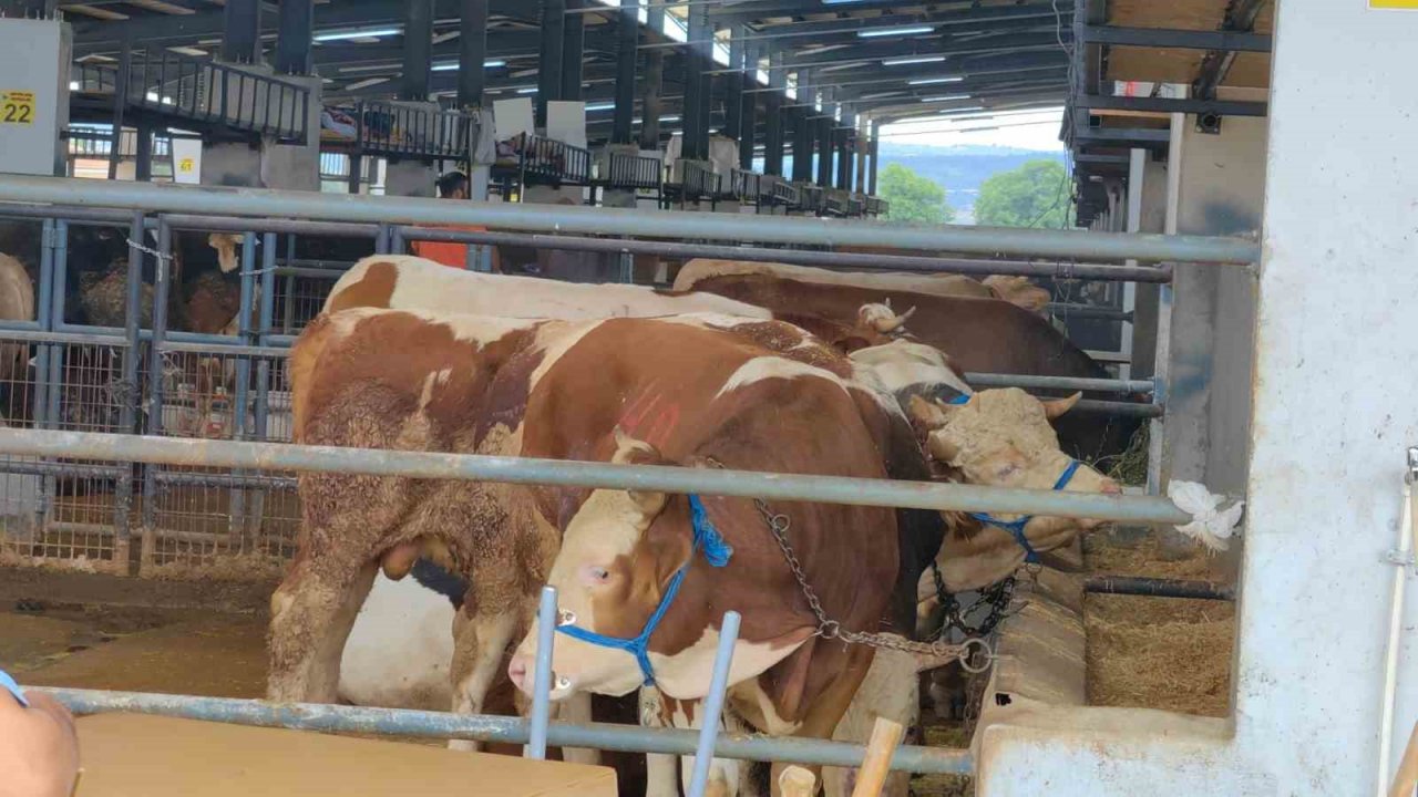 İnegöl Hayvan Pazarı’nda şap karantinası.. Giriş-çıkışlar yasaklandı